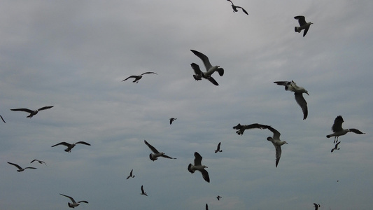 大海海洋海鸥飞翔 视频