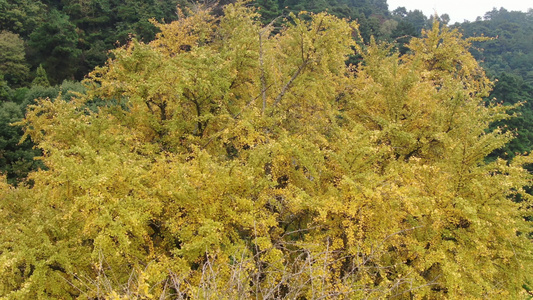 湖南南岳衡山5A景区福严寺千年银杏树金黄落叶航拍视频视频