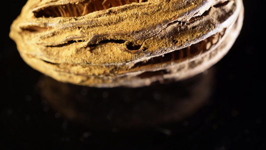 皱纹果装饰种子植物标本视频