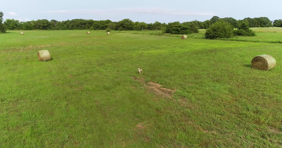 田野中土狼的空中录像视频