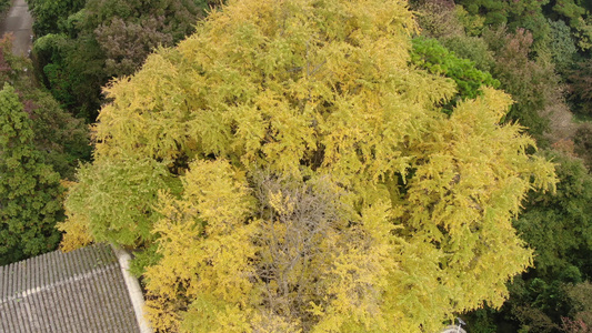 湖南南岳衡山5A景区福严寺千年银杏树金黄落叶航拍视频视频