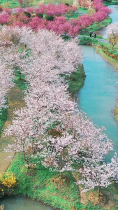 上海花开海上生态园视频