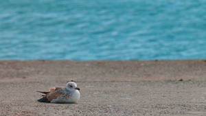 海鸥坐在海滩上16秒视频
