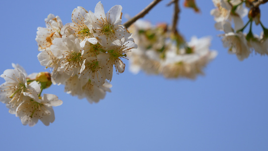 樱桃花实拍素材视频