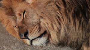 一只沉睡的狮子的头特写16秒视频