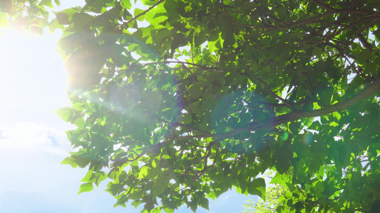 夏天阳光投射到树影视频
