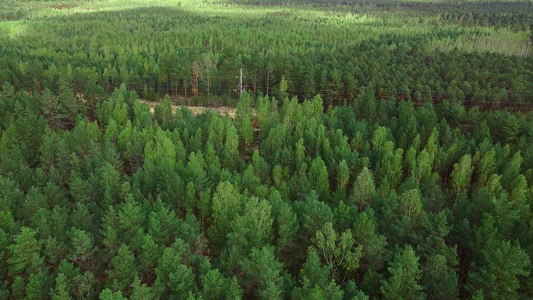 在一个绿色稠密松林上空进行空中摄影视频