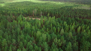 在一个绿色稠密松林上空进行空中摄影45秒视频
