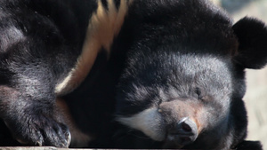 睡着的亚洲黑熊近景21秒视频
