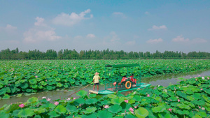 夏季荷池莲花泛舟17秒视频