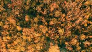 秋天飞越森林17秒视频