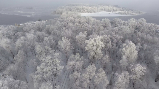 在白雪中的森林中视频