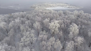在白雪中的森林中32秒视频