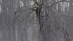 雪中的全景树枝太阳照在摄像机上12秒视频