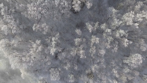寒冬的森林飞过树上满是霜冻的树木32秒视频