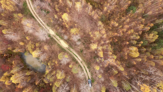 一辆灰色的客车沿着森林泥土路行驶横跨高山秋树视频