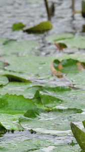 夏天特大暴雨中的睡莲视频