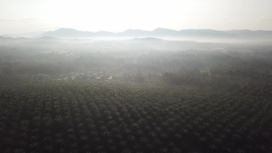 油棕榈种植园内马雷村视频