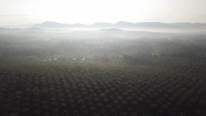 油棕榈种植园内马雷村9秒视频