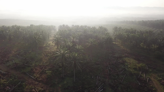 空中无人驾驶飞机射杀陆地清除油棕榈视频