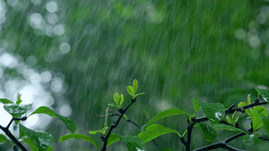 4k实拍春雨雨滴暴雨空镜头 17秒视频