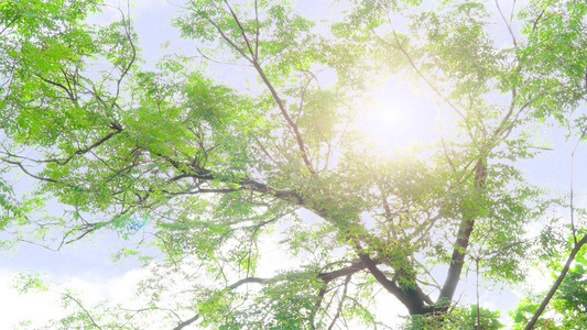 初夏视频模板 初夏ae视频下载 摄图网 初夏视频模板 初夏ae视频下载 摄图网