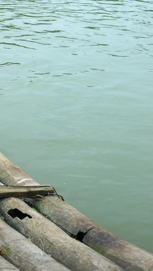 渔猎鸬鹚实拍合集64秒视频