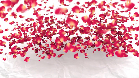 玫瑰花瓣落在白色背景视频