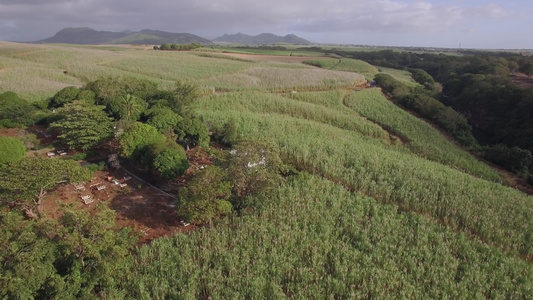 Mauritius地区甘蔗田的空中射击视频