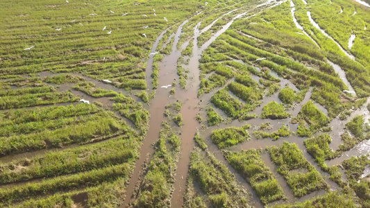 空中视图跟随埃格雷特鸟向同一方向飞去视频