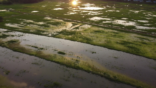 阳光下日落时稻田的视野视频