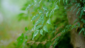 4k雨天植物上的水滴18秒视频