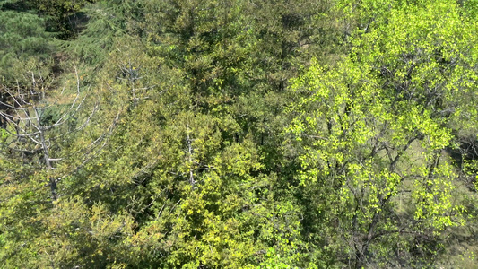 森林的空中空气视图视频