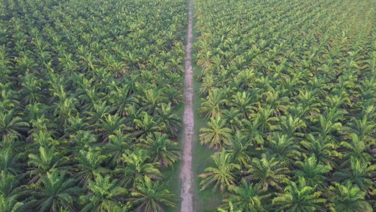 在油棕榈种植园农场的路上飞过视频