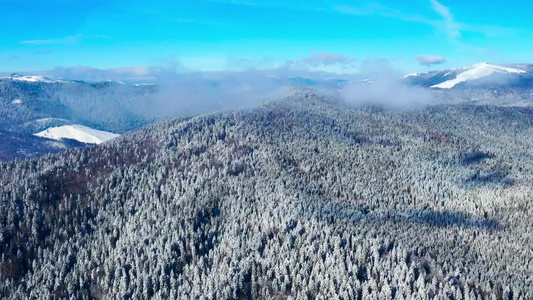 冬季森林的空中观察冰冻树木和雪覆盖常青林一些低云以视频