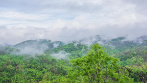 带雾的热带雨林11秒视频