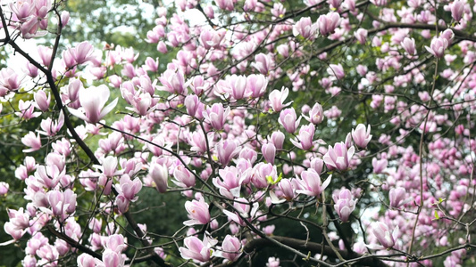 玉兰花实拍视频