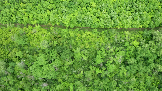 上下向下空中拍摄的密密林视频