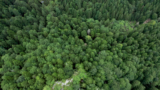 森林中夏季绿树的顶层天空视图视频