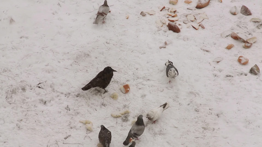 鸽子乌鸦和麻雀在雪上吃食物视频