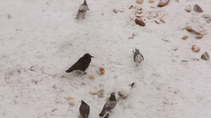 鸽子乌鸦和麻雀在雪上吃食物23秒视频