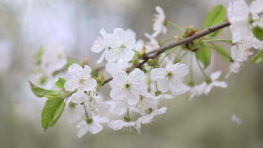 樱桃树枝和春天的阳光视频
