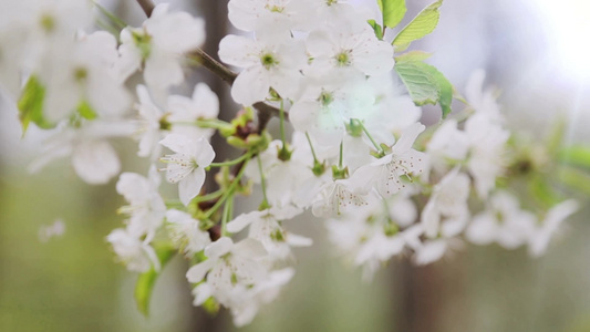 春天樱桃树枝近景视频