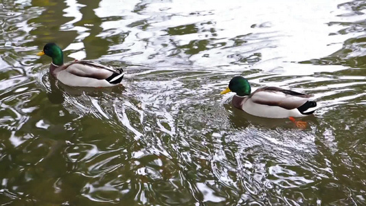 在河边游泳的野鸭视频