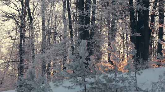 冬季森林全景雪覆盖的树木视频