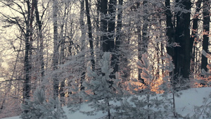 冬季森林全景雪覆盖的树木27秒视频