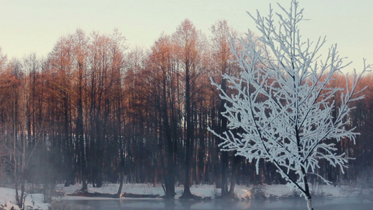 寒冬森林中雾的清晨雪覆盖森林中的树木河边雾[当雾]视频