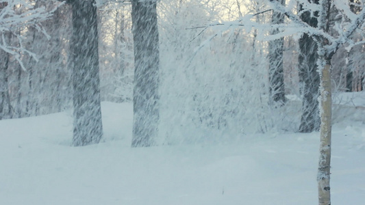 冬天公园里从树上落下的雪下雪白雪覆盖的树雪暴视频