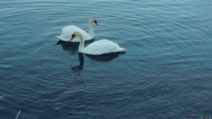 白天鹅在湖中游泳白天鹅夫妇鸟在河上游20秒视频