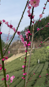 农村山花风景4K实拍视频视频